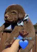 BROWNIE , a male Labrador Retriever for sale in Fremont, CA – 2 of 10