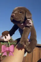 BONBON , a female Labrador Retriever for sale in Fremont, CA – 2 of 9