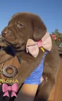 DONA, a female Labrador Retriever for sale in Fremont, CA – 3 of 9