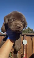 MUFFIN , a male Labrador Retriever for sale in Fremont, CA – 7 of 9