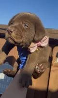 DONA, a female Labrador Retriever for sale in Fremont, CA – 4 of 9
