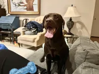 MAGENTA (Dark PINk), a female Labrador Retriever for sale in Fremont, CA – Photo 9 of 10