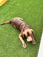MAGENTA (Dark PINk), a female Labrador Retriever for sale in Fremont, CA – Photo 10 of 10