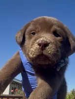 MACARRÓN , a male Labrador Retriever for sale in Fremont, CA – 4 of 6
