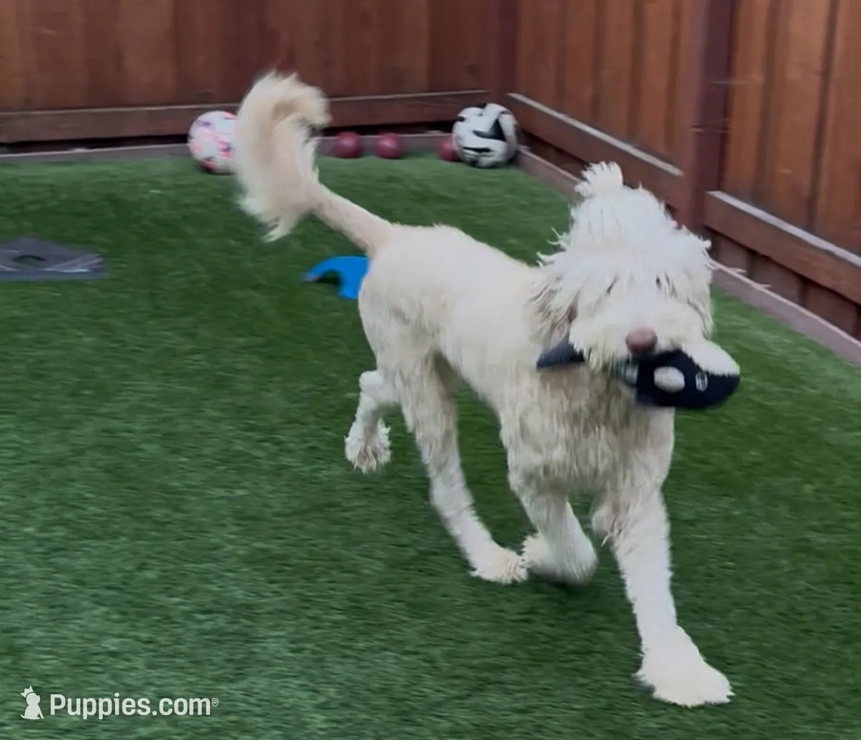 BRUNO, a male Goldendoodle for sale in Fremont, CA – Photo 8 of 8