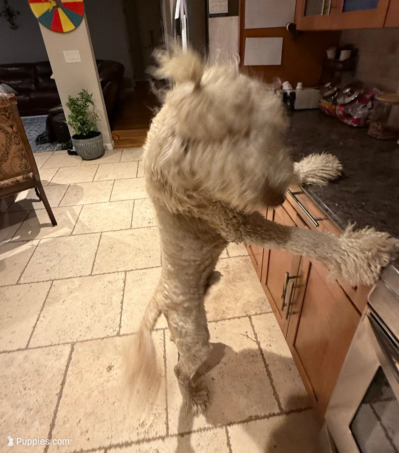 BRUNO, a male Goldendoodle for sale in Fremont, CA – Photo 7 of 8