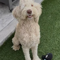 BRUNO, a male Goldendoodle for sale in Fremont, CA – Photo 6 of 8