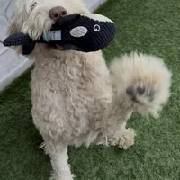 BRUNO, a male Goldendoodle for sale in Fremont, CA – Photo 2 of 8