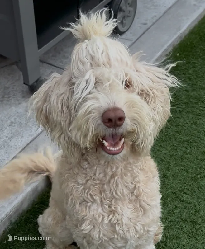 BRUNO, a male Goldendoodle for sale in Fremont, CA – Photo 1 of 8