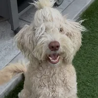 BRUNO, a male Goldendoodle for sale in Fremont, CA – Photo 1 of 8