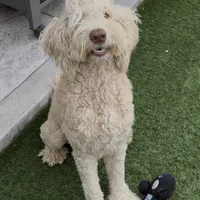 BRUNO, a male Goldendoodle for sale in Fremont, CA – Photo 4 of 8