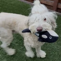 BRUNO, a male Goldendoodle for sale in Fremont, CA – Photo 3 of 8