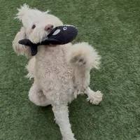 BRUNO, a male Goldendoodle for sale in Fremont, CA – Photo 5 of 8