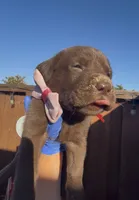 CUPCAKE, a female Labrador Retriever for sale in Fremont, CA – 5 of 10