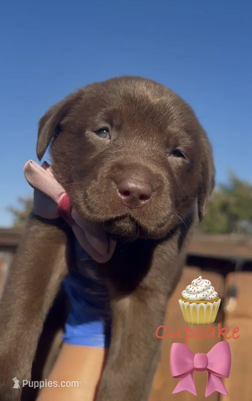 CUPCAKE – Labrador Retriever puppy for sale in Fremont, CA