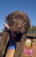 CUPCAKE, a female Labrador Retriever for sale in Fremont, CA – 1 of 10