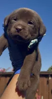 CARAMELO , a male Labrador Retriever for sale in Fremont, CA – 4 of 10
