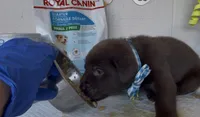CARAMELO , a male Labrador Retriever for sale in Fremont, CA – 8 of 10