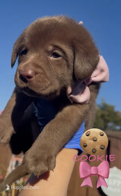 COOKIE  – Labrador Retriever puppy for sale in Fremont, CA