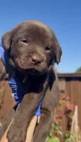 CARAMELO , a male Labrador Retriever for sale in Fremont, CA – 5 of 10