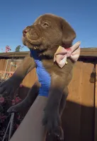 DONA, a female Labrador Retriever for sale in Fremont, CA – 5 of 9