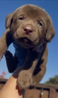 COOKIE , a female Labrador Retriever for sale in Fremont, CA – 5 of 10