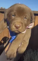 COOKIE , a female Labrador Retriever for sale in Fremont, CA – 3 of 10