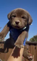 MACARRÓN , a male Labrador Retriever for sale in Fremont, CA – 5 of 6