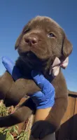 BONBON , a female Labrador Retriever for sale in Fremont, CA – 3 of 9