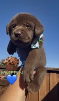 MUFFIN , a male Labrador Retriever for sale in Fremont, CA – 2 of 9