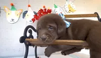 FUDGE , a male Labrador Retriever for sale in Fremont, CA – 9 of 10