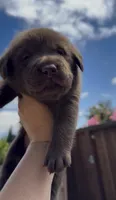 MUFFIN , a male Labrador Retriever for sale in Fremont, CA – 5 of 9
