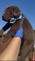 CARAMELO , a male Labrador Retriever for sale in Fremont, CA – 10 of 10