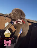 CUPCAKE, a female Labrador Retriever for sale in Fremont, CA – 8 of 10