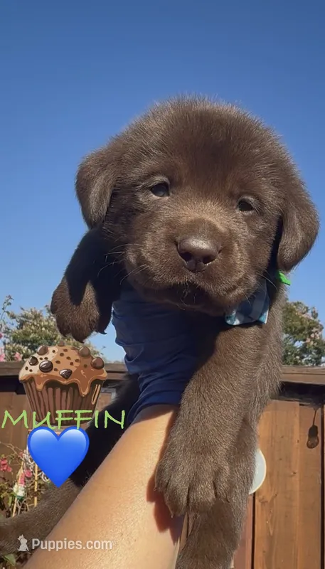 MUFFIN  – Labrador Retriever puppy for sale in Fremont, CA
