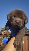 MUFFIN , a male Labrador Retriever for sale in Fremont, CA – 1 of 9
