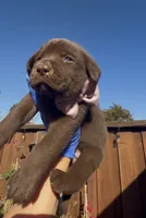 COOKIE , a female Labrador Retriever for sale in Fremont, CA – 8 of 10