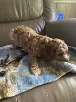 Boyd, a male Poodle - Miniature  for sale in Charlotte, NC – 5 of 7