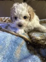 Angel, a female Poodle - Miniature  for sale in Charlotte, NC – 3 of 8