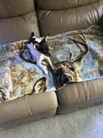 Pookie , a female Rat Terrier for sale in Charlotte, NC – 5 of 7