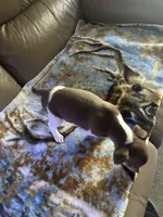 Tusco, a male Rat Terrier for sale in Charlotte, NC – 4 of 7