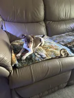 Tusco, a male Rat Terrier for sale in Charlotte, NC – 6 of 7