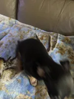 Roscoe , a male Rat Terrier for sale in Charlotte, NC – 3 of 8