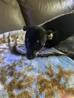 Sweetie , a female Rat Terrier for sale in Charlotte, NC – 5 of 7