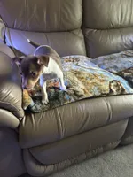 Tusco, a male Rat Terrier for sale in Charlotte, NC – 2 of 7