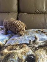 Buffie, a female Poodle - Miniature  for sale in Charlotte, NC – 2 of 8