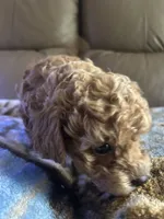 Buffie, a female Poodle - Miniature  for sale in Charlotte, NC – 4 of 8