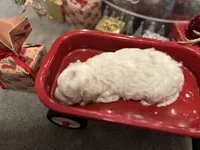 Frosty, a male Poodle - Miniature  for sale in Charlotte, NC – Photo 2 of 7