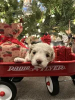 Frosty, a male Poodle - Miniature  for sale in Charlotte, NC – Photo 3 of 7