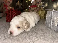 Frosty, a male Poodle - Miniature  for sale in Charlotte, NC – Photo 6 of 7